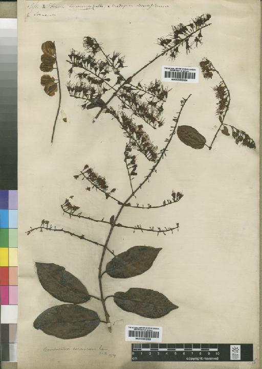 Combretum coccineum (Sonn.) Lam. - BM000902269