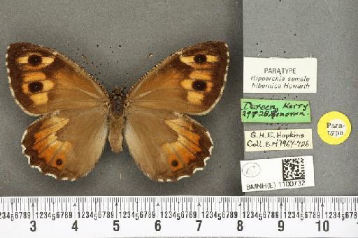 Hipparchia semele hibernica Howarth, 1971 - BMNHE_1100732_11823