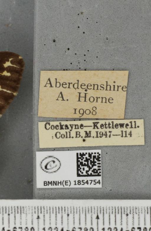 Abraxas grossulariata ab. aberdoniensis Raynor, 1923 - BMNHE_1854754_label_415272