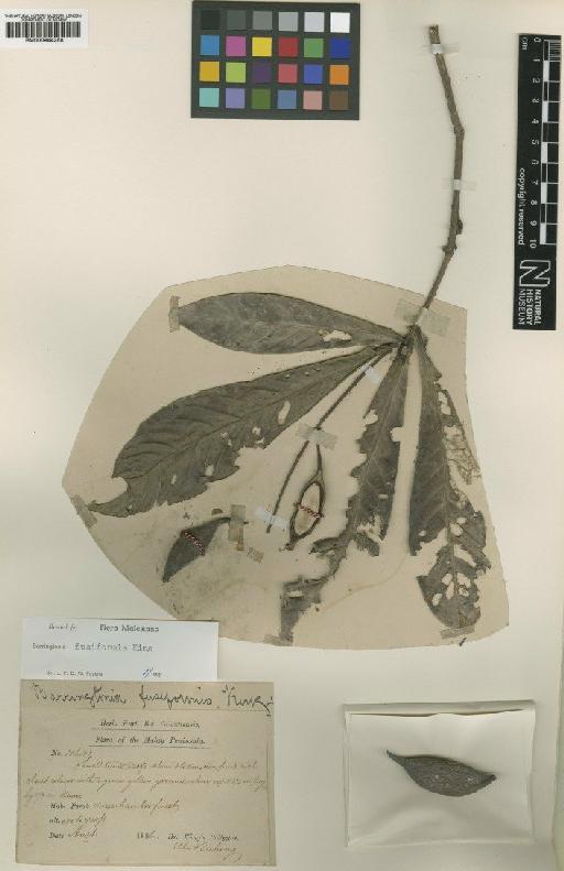 Barringtonia fusiformis King - BM000944258