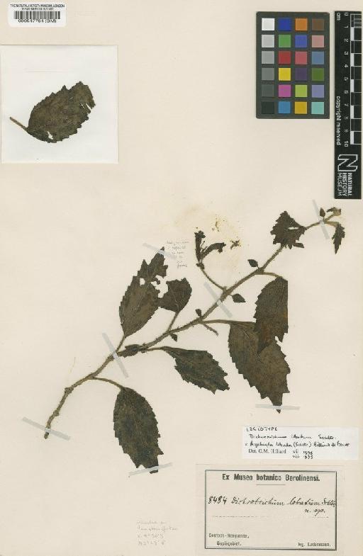 Agalmyla lobata (Schltr.) Hilliard & B.L.Burtt - BM000547764