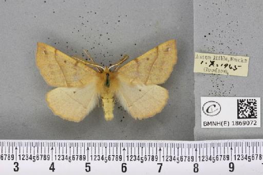 Colotois pennaria (Linnaeus, 1761) - BMNHE_1869072_450450