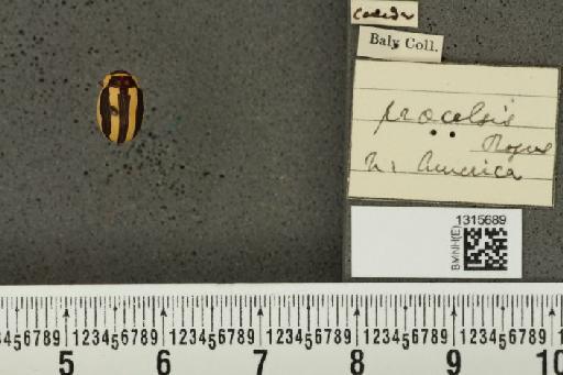 Calligrapha (Bidensomela) praecelsis (Rogers, 1856) - BMNHE_1315689_15774