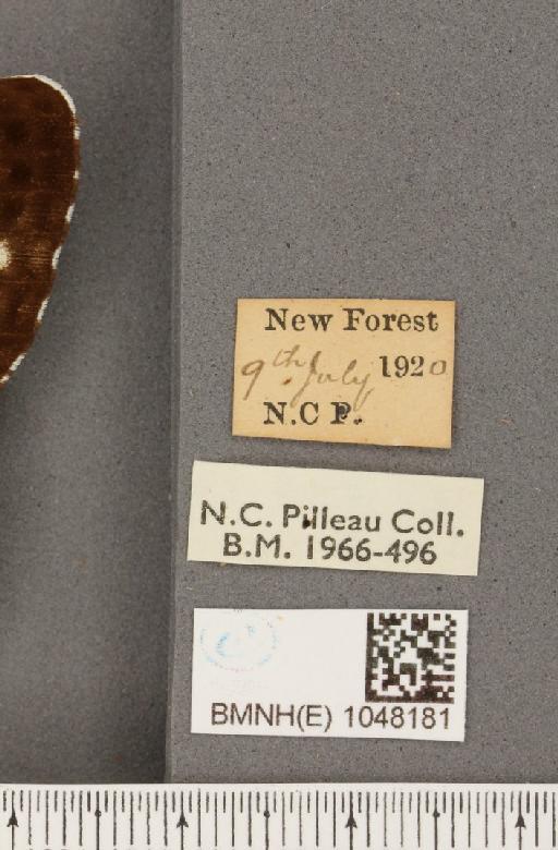 Limenitis camilla (Linnaeus, 1764) - BMNHE_1048181_label_43179