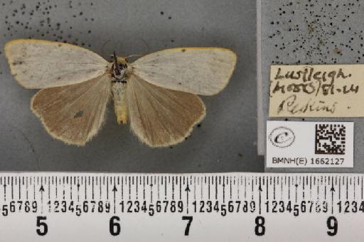 Cybosia mesomella (Linnaeus, 1758) - BMNHE_1662127_258436