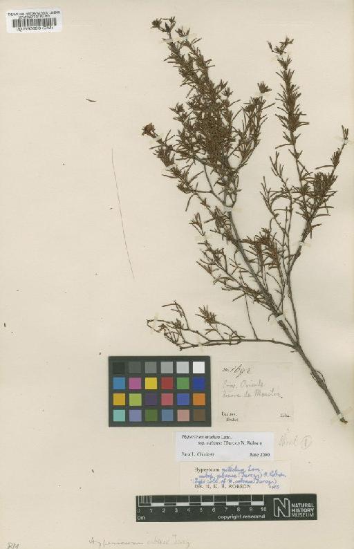 Hypericum nitidum subsp. cubense (Turcz.) N.Robson - BM000593693