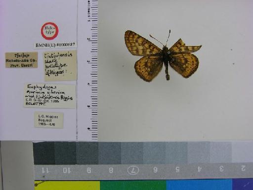 Euphydryas tjutjujensis Higgins - BMNH(E)# 1000687 Euphydryas tjutjujensis HT labels