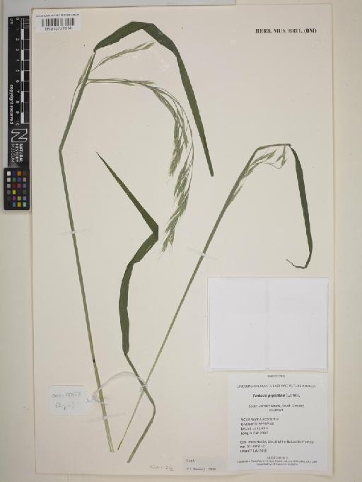Festuca gigantea (L.) Vill. - BM013737014