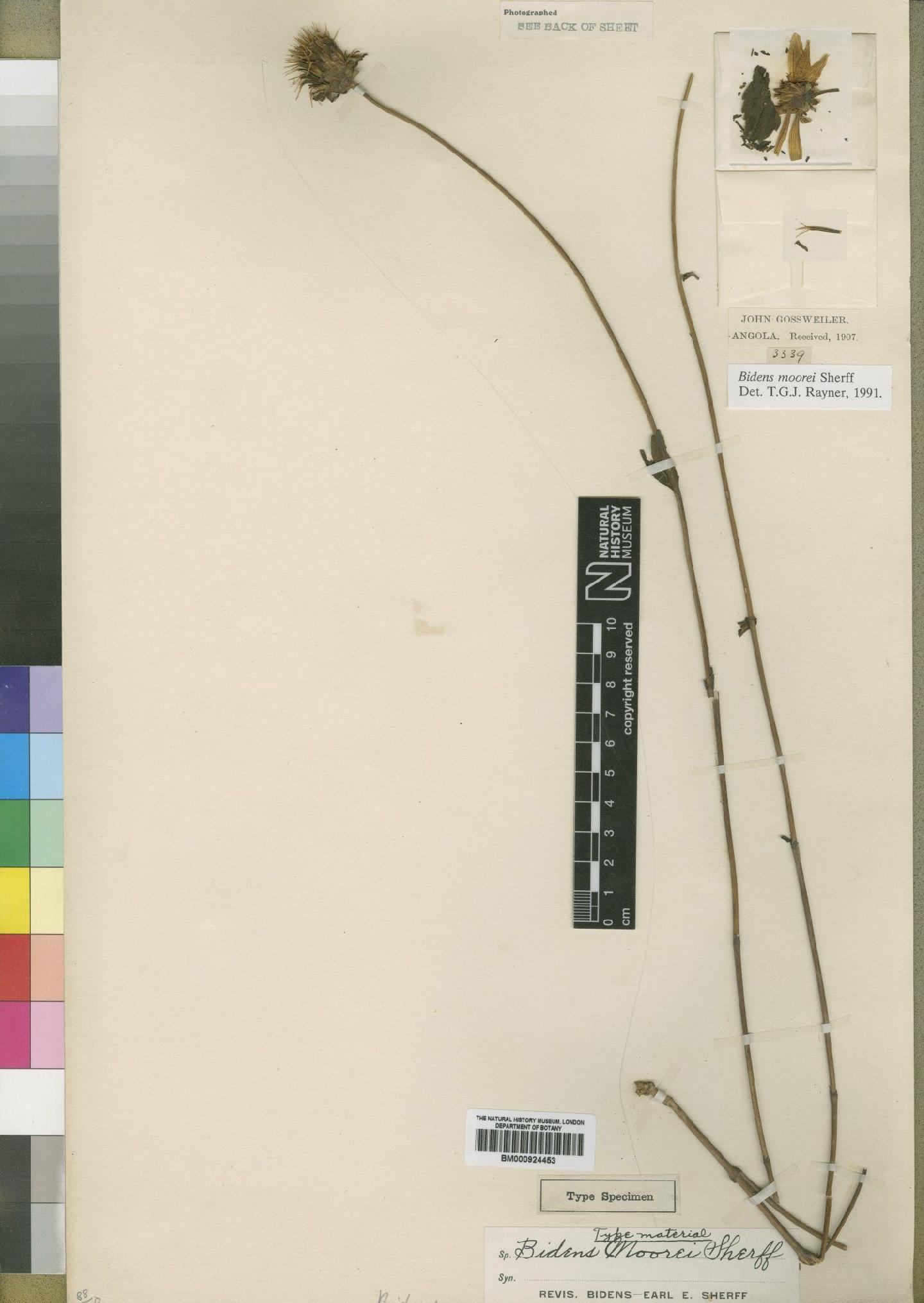 To NHMUK collection (Bidens moorei Sherff; Type; NHMUK:ecatalogue:4528781)