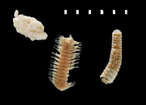 Nereis longisetis McIntosh, 1885 - Polychaete type specimen; Nereidae; 85.12.1.163 veiw 1