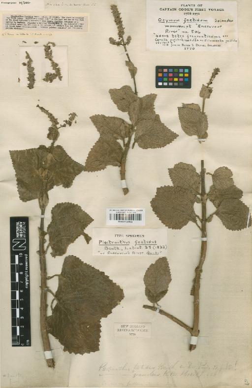 Plectranthus foetidus Benth. - BM001125652