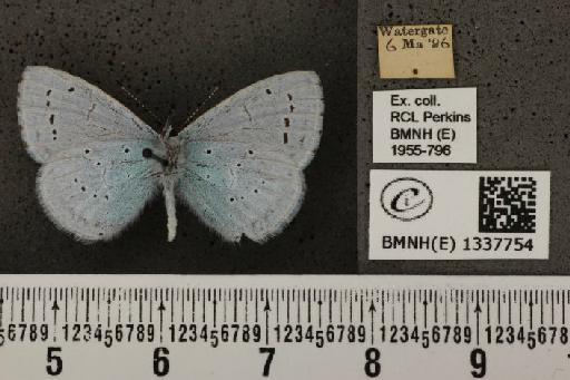 Celastrina argiolus britanna (Verity, 1919) - BMNHE_1337754_145427