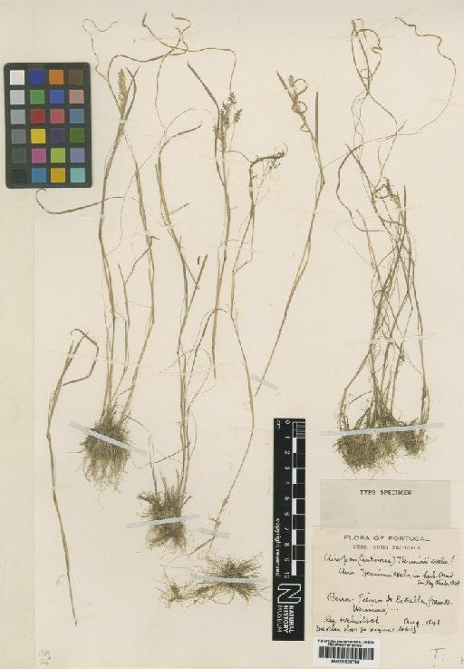 Antinoria herminii Welw. - BM000928786