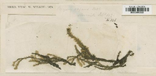 Philonotis vagans (Hook.f. & Wilson) Mitt. - BM000960325