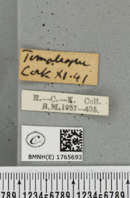 Chloroclysta siterata (Hufnagel, 1767) - BMNHE_1765693_label_346919