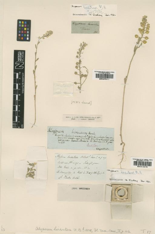 Alyssum hirsutum M.Bieb. - BM000750117