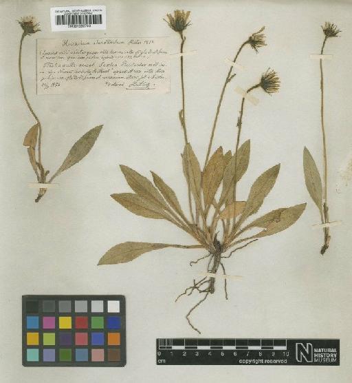 Hieracium armerioides subsp. absconditum (Huter) Zahn - BM001050703