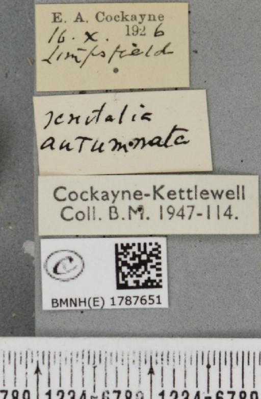 Epirrita filigrammaria ab. polata Westwood, 1845 - BMNHE_1787651_label_361525