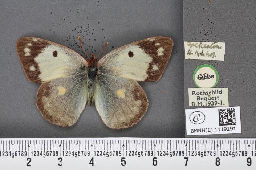 Colias croceus f. helice Hübner, 1779 - BMNHE_1119291_75766