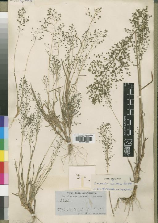 Eragrostis vacillans Rendle - BM000797200