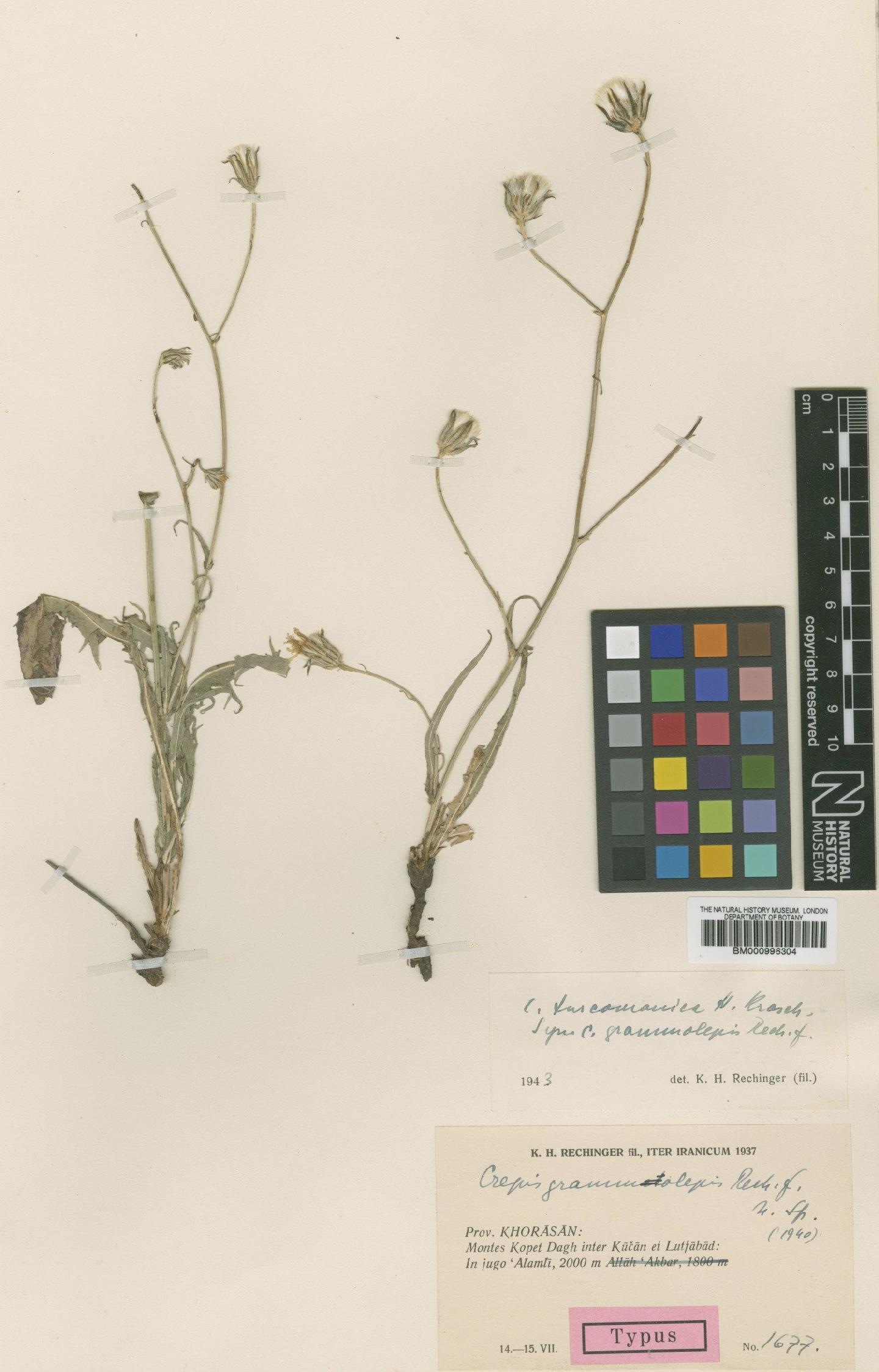 To NHMUK collection (Crepis turcomanica Wight; Type; NHMUK:ecatalogue:481618)