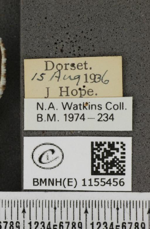 Lysandra coridon ab. punctata Tutt, 1896 - BMNHE_1155456_label_106715