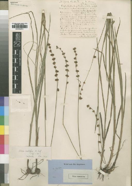 Scleria bulbifera Hochst. - BM000922701