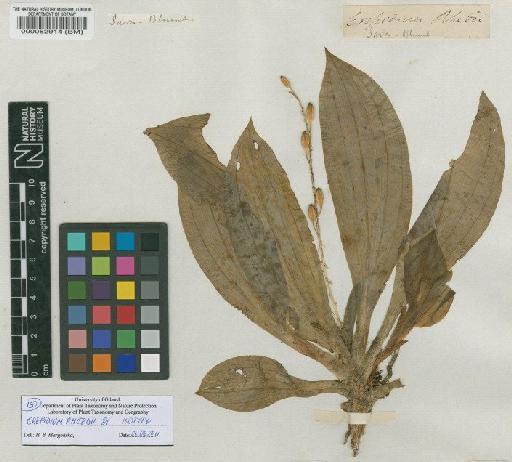 Crepidium rheedii Blume - BM000082914