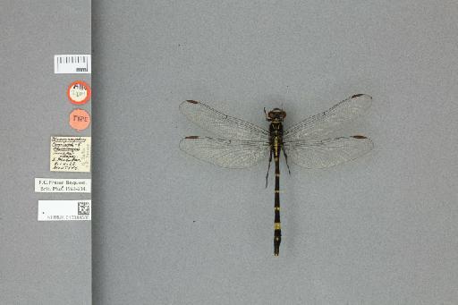 Merogomphus tamaracherriensis Fraser, 1931 - 013384586_dorsal_habitus