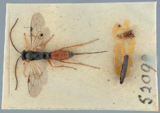 Lissonota fletcheri Bridgman, 1882 - 015213390_Lissonota_fletcheri_card_mount