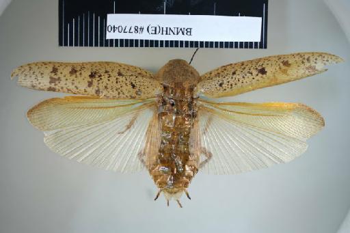 Epilampra munda Walker, 1868 - Epilampra munda Walker, F, 1868, female, holotype, dorsal. Photographer: Aging Wang. BMNH(E)#877040