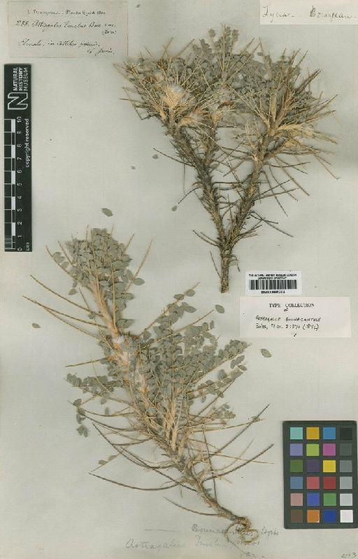 Astragalus tmoleus var. bouanacanthus (Boiss.) D.F.Chamb. - BM000885203