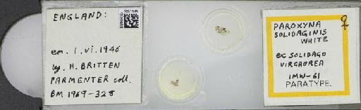 Campiglossa solidaginis (White, 1986) - BMNHE_1501586_57613