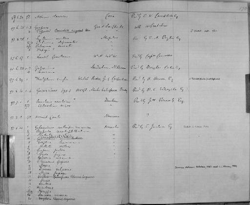 Ocypode ceratophthalma subsection Thoracotremata section Eubrachyura - Zoology Accessions Register: Crustacea: 1876 - 1905: page 174