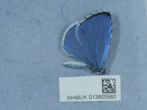 Polyommatus icarus (Rottemburg, 1775) - 013805980_1