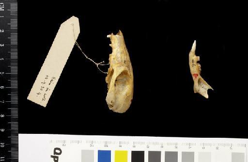 Hypsiprymnus platyops Gould, 1844 - 1846.4.25.11_Skull_Lateral