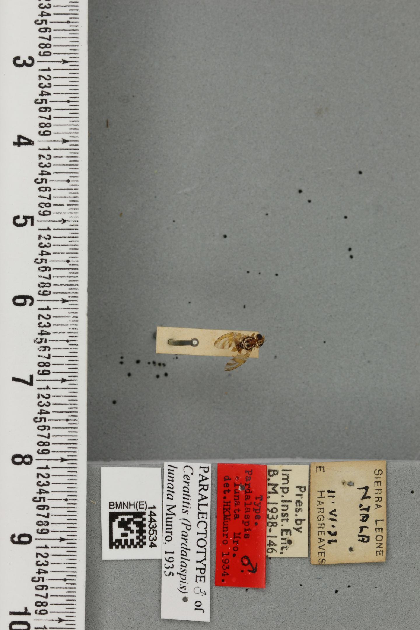 Ceratitis lunata