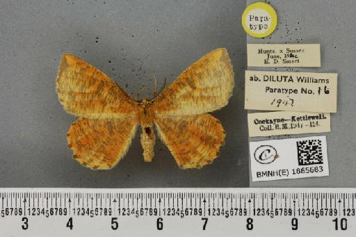 Angerona prunaria ab. diluta Williams, 1947 - BMNHE_1865683_430989