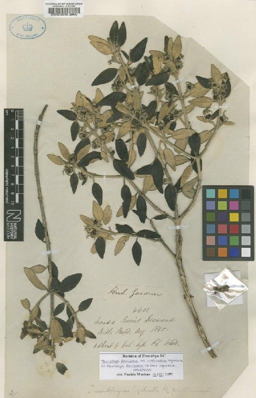 Trembleya laniflora Cogn. - BM000525899