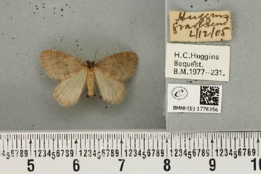 Operophtera brumata (Linnaeus, 1758) - BMNHE_1776356_358604