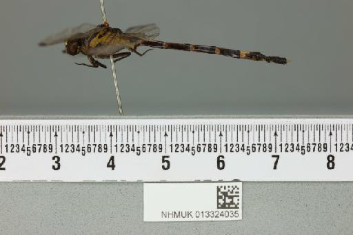 Austrogomphus amphiclitus (Selys, 1873) - 013324035_lateral