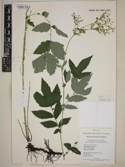 Filipendula ulmaria (L.) Maxim. - BM013737032