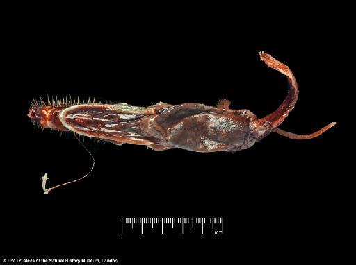 Lasiognathus amphirhamphus Pietsch, 2005 - BMNH 2003.11.16:12, HOLOTYPE, Lasiognathus amphirhamphus, ventral