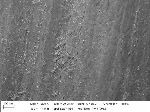 Lanistes nyassanus Dohrn, 1865 - 20090155, Lanistes nyassanus (Dohrn, Dr. H, 1865)