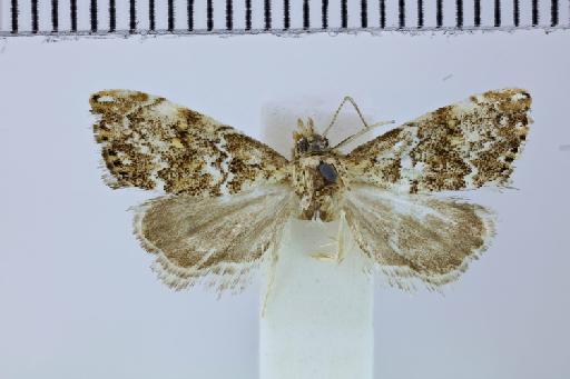Glaucocharis natalensis (Hampson, 1919) - Diptychophora_natalensis_Hampson_1919_ST_LTms_m_NHMUK010305308_d