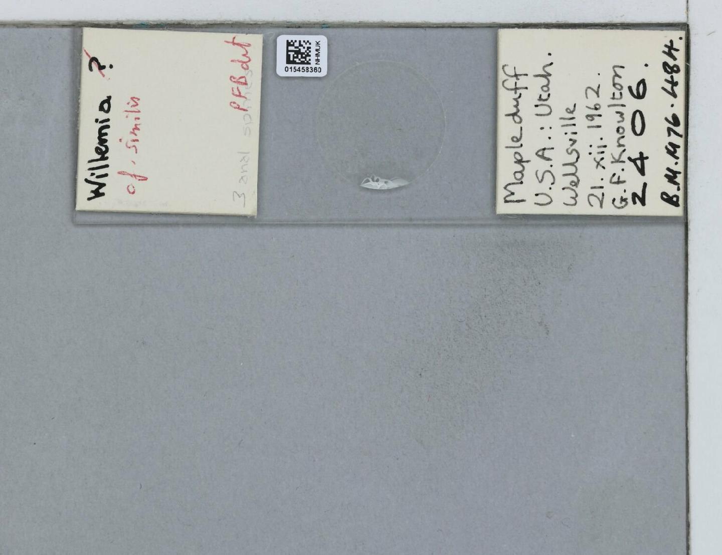 Willemia similis