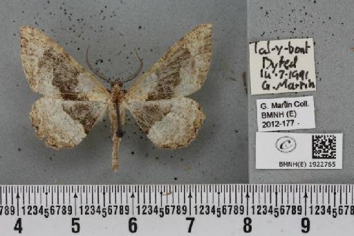 Alcis repandata repandata (Linnaeus, 1758) - BMNHE_1922765_478003