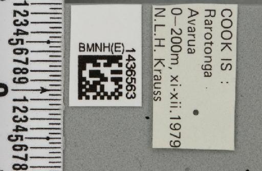 Bactrocera (Bactrocera) melanota (Coquillett, 1909) - BMNHE_1436563_label_30664