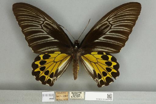 Troides helena cerberus Rothschild, 1895 - 013606468__599291