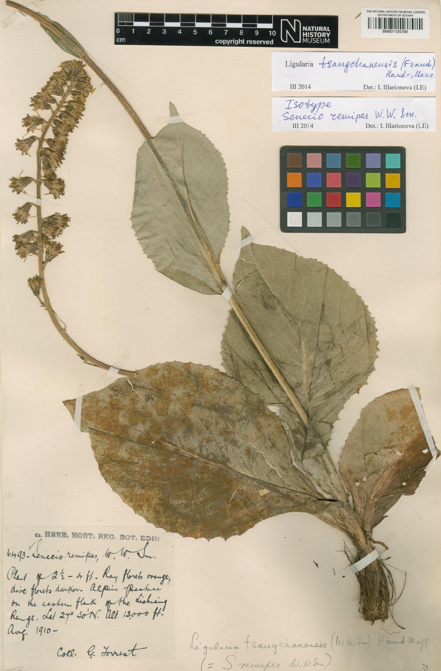 To NHMUK collection (Ligularia tsangchanensis (Franch.) Hand.-Mazz.; Isotype; NHMUK:ecatalogue:3098965)